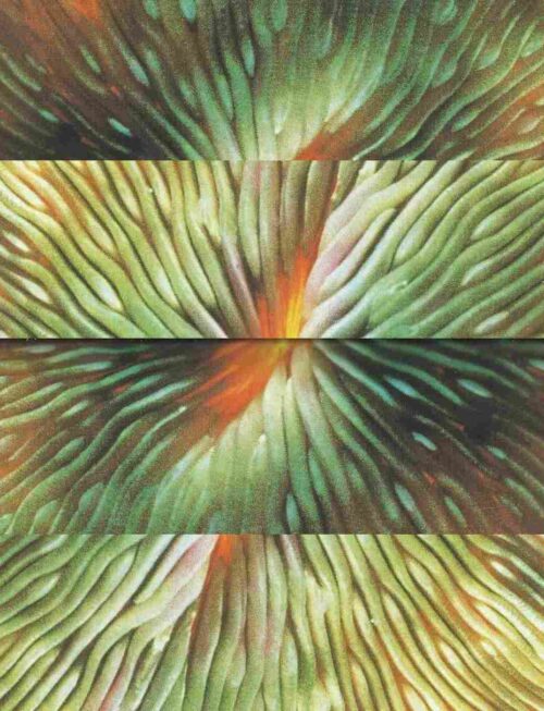 ACTIVE SURPLUS - Mirroring Vinyl Record