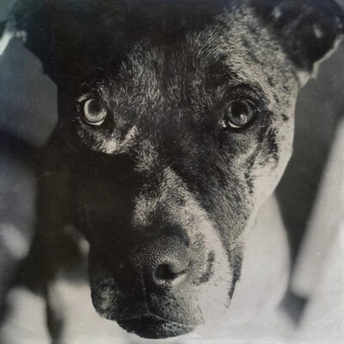 D L BURDON - The Wind And The Runaway Vinyl Record