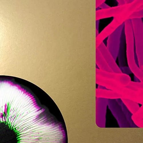 ANDREA TAEGGI - Mycorrhiza Vinyl Record