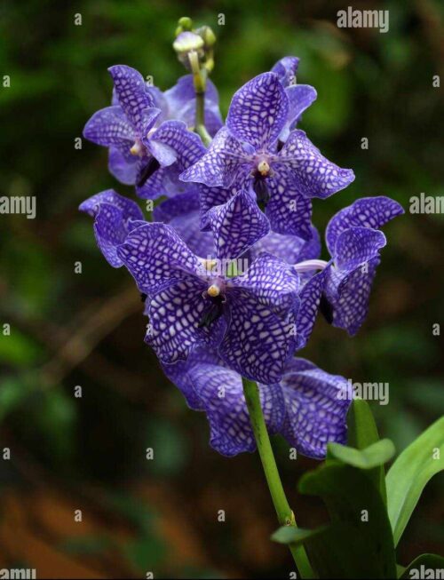 BLUE ORCHIDS - THE ONCE AND FUTURE THING Vinyl Record