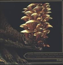 16 - DREAM SQUASHER Vinyl Record