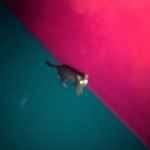 !!! - WALLOP Vinyl Record